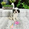 Cavapoo Puppies for Sale - $750