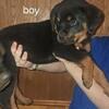 German Rottweiler