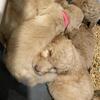 F1b Goldendoodles