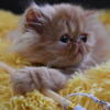 Exotic longhair kittens (Persian)