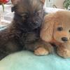 Pomeranian puppies for sale