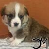 AKC & ASDR Registrable Pembroke Welsh Corgis