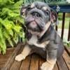 Adorable English Bulldog puppies