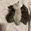 Bengal kittens Tica registered 