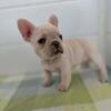 AKC FEMALE FRENCH BULLDOG PUPPIES AVAILABLE! ALLEN MICHIGAN 49227 $1500