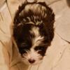 Gadget, a male Havanese