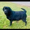English Lab Female 5 yr old