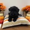 Are you ready to welcome a loyal, loving, and intelligent companion into your life? 8 weeks 10/24/24