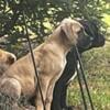 Bullmastiff/cane corso pups