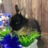 Pet Rabbit NETHERLAND DWARF & HOLLAND LOPS