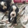 Selling Pit/ Terrier Puppies