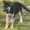 GERMAN SHEPHERD AND HUSKY 11 WKS