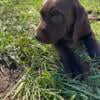 AKC Labrador Retriever Puppies