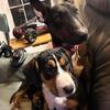 Bull Terrier Cavalier King Charles Mix  (M)