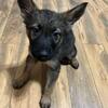 Gsd puppies for sale