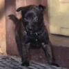 Male Belgian Malinois Puppies - 4th Pick