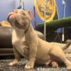 American Bully micro exotic