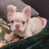 Fluffy French bulldog