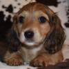 AKC shaded cream longhaired miniature dachshund female ready now 9 weeks old