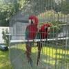 3 pairs of macaws green wings