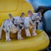 French bulldog puppies