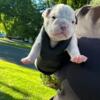 Olde English bulldogge puppies