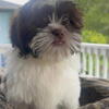 13 week old Shih tzu puppies