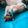 3 SHIBA INU PUPPIES (READY-TO-GO TO FUREVER HOME)