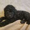 Only 4  Male Miniature Golden Doodles left