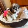 Female Teddy Bear puppies (Shih-tzu/Bichon)