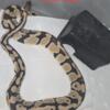 Pastel Ball Python 4 Sale