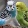 parakeets