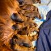 AKC Irish Setter Pups