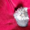 Adorable Persian Kittens Needing Forever Homes!