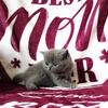Persian Exotic Short Hair and Long Hair Kittens, CFA registered,