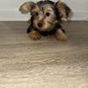 Traditional female Yorkie puppy