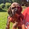 Two males and two females cocker spaniels