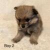 Pomeranian Puppies For Sale