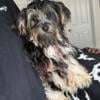 6 months old yorkie male 