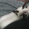 Siamese Kitten for sale