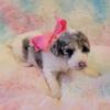 Gorgeous Merle/Parti Miniature Poodles