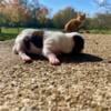 Chocolate and White Parti Yorkie Pups