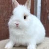 Netherland Dwarf Bunnies (males and females)