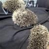 Baby hedgehogs ready for new homes