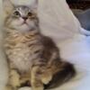 Beautiful female Maine Coon kitten