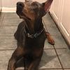 Chapo The Blue European Doberman *up for studding* $1000