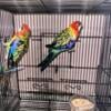 Untalented pair of Rosellas