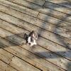 French bulldog 3/4 & Boston terrier 1/4 puppies