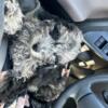 Miniature Poodle Male