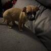Beautiful Chiweenie male 6 weeks old